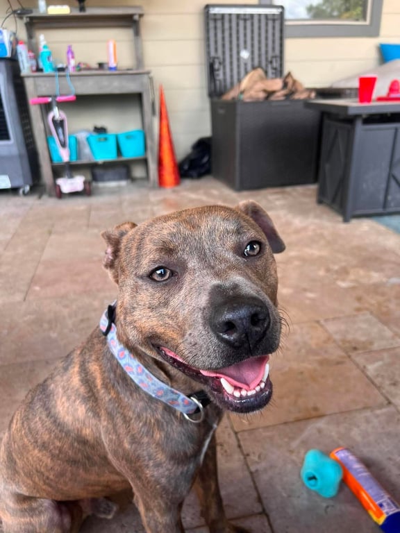 Baby Boy- brindle beauty Image