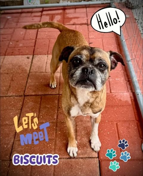 BISCUIT (BOXER) - FRESH AND READY FOR LOVE