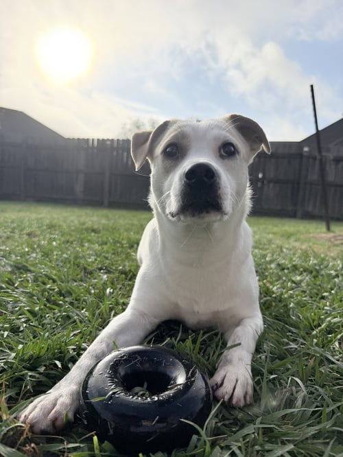BANJO - TORNADO OF FUN - Dachshund / Jack Russell Terrier available for adoption