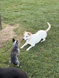 Banjo - tornado of fun - Photo 4