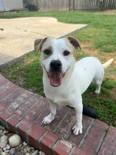 BANJO - TORNADO OF FUN - Dachshund / Jack Russell Terrier available for adoption