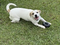 Banjo - tornado of fun - Photo 7