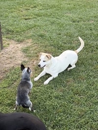 Banjo - tornado of fun - Photo 9