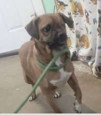 Bramble- our little one eyed hero - Photo 4