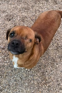 Bramble- our little one eyed hero - Photo 3