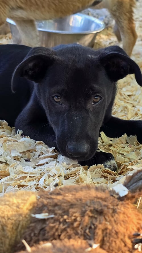 JAX- WIGGLE MONSTER - Labrador Retriever / Pit Bull Terrier available for adoption