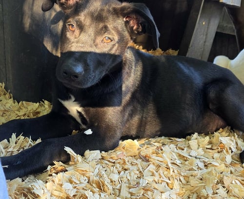 JAX- WIGGLE MONSTER - Labrador Retriever / Pit Bull Terrier available for adoption