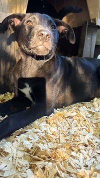 Jax- wiggle monster - Photo 3