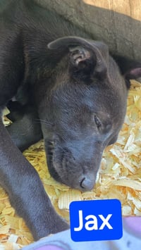 Jax- wiggle monster - Photo 4