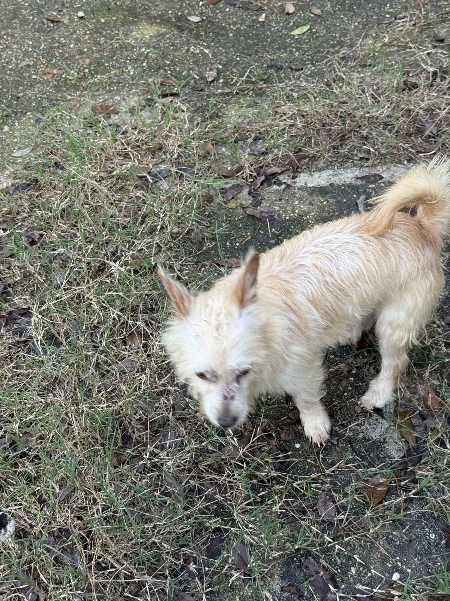 HUMPHREY- SCRUFFY SWEETHEART - Wirehaired Fox Terrier available for adoption