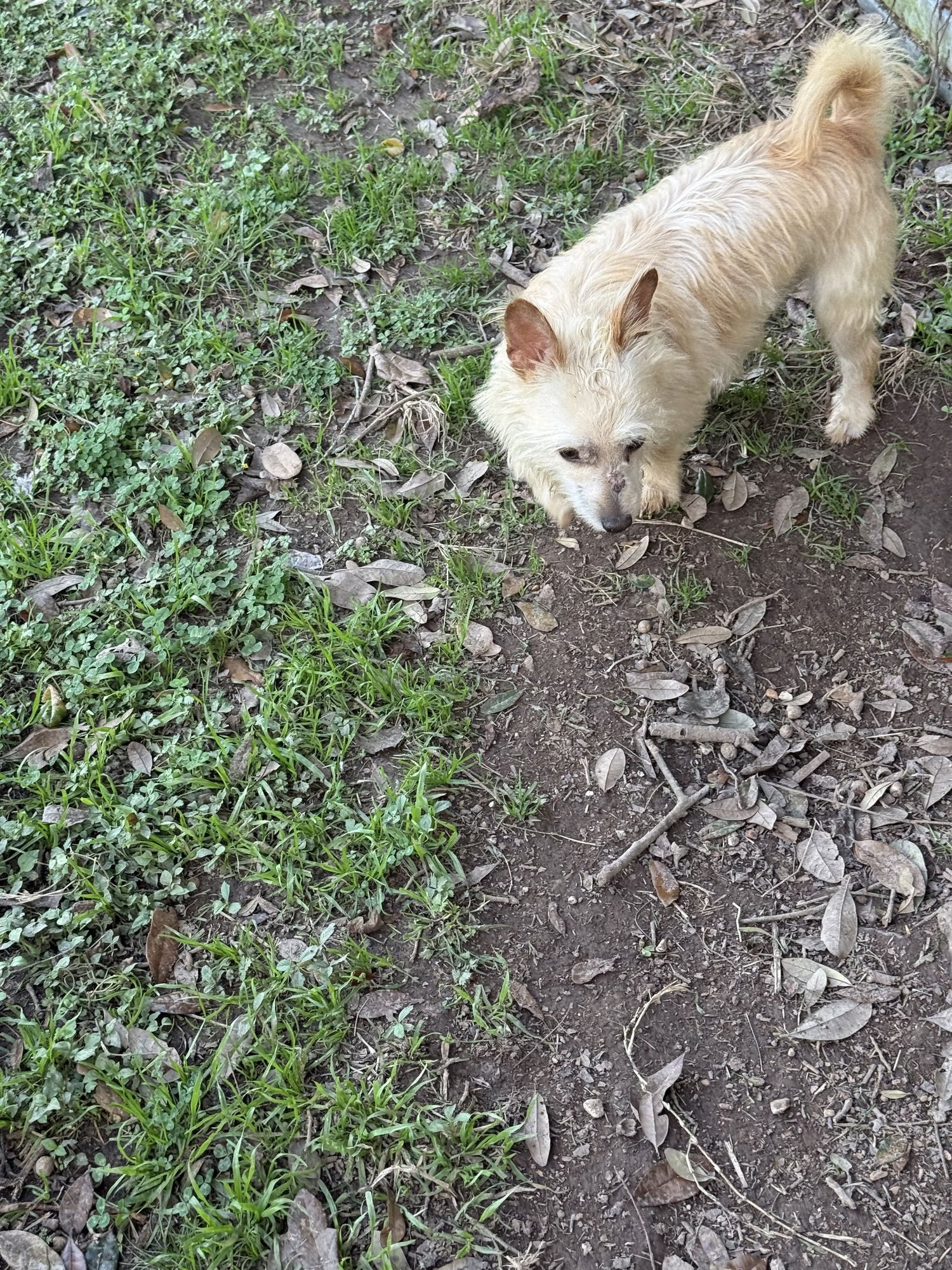 HUMPHREY- SCRUFFY SWEETHEART - Wirehaired Fox Terrier available for adoption