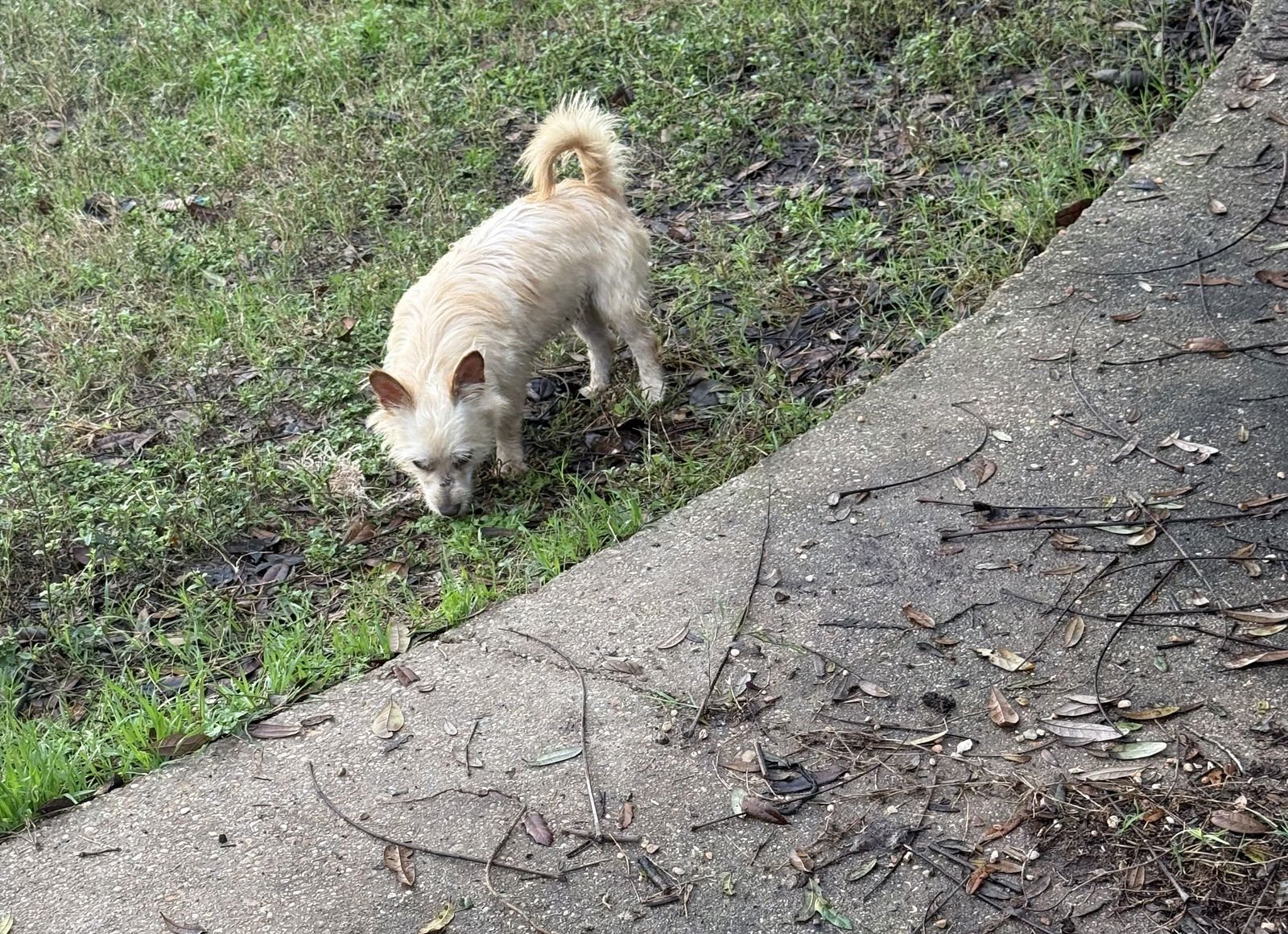 Humphrey- scruffy sweetheart - Photo 3