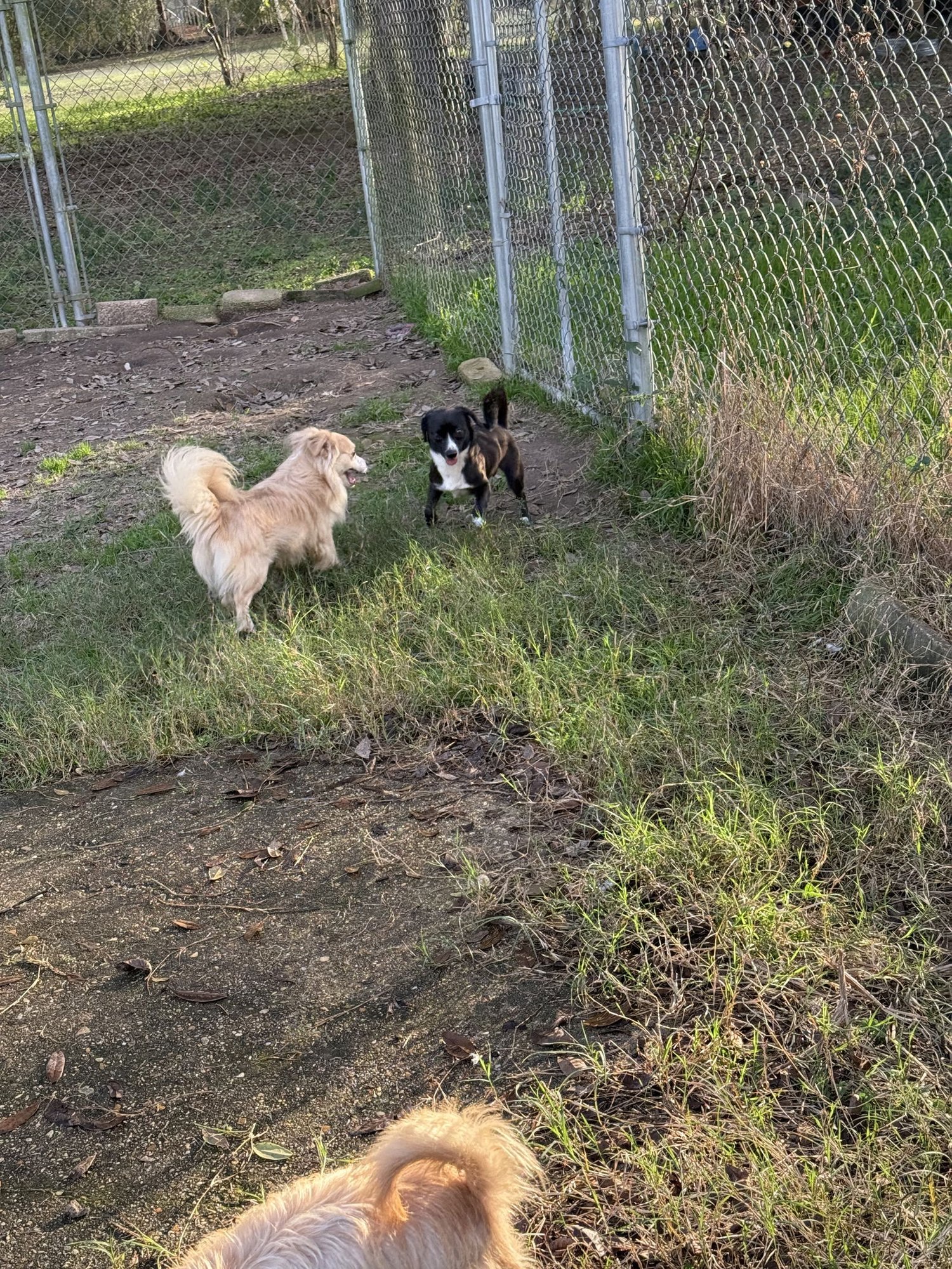 Humphrey- scruffy sweetheart - Photo 4