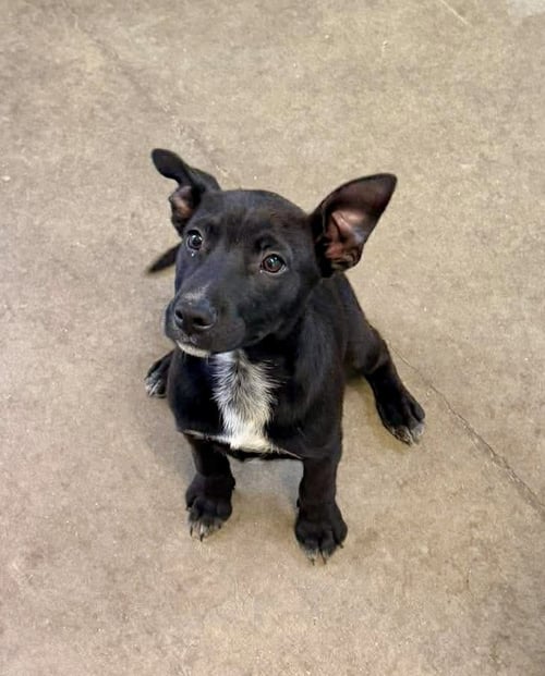 STETSON BOONE - Australian Cattle Dog/Blue Heeler available for adoption