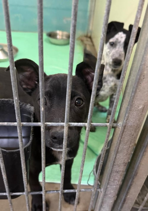 STETSON BOONE - Australian Cattle Dog/Blue Heeler available for adoption
