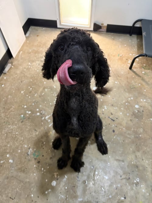 LUCKY- VERY HANDSOME BOY - Poodle (Standard) / Golden Retriever available for adoption