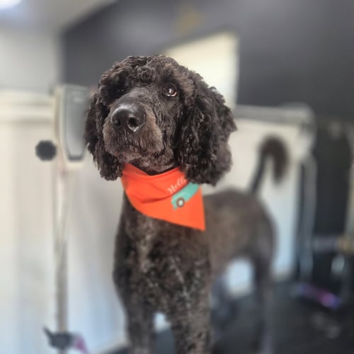 LUCKY- VERY HANDSOME BOY - Poodle (Standard) / Golden Retriever available for adoption