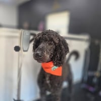 Lucky- very handsome boy - Photo 3
