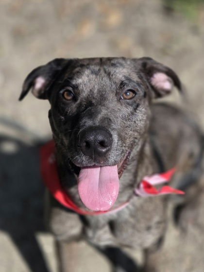 DOMINIC-PLAYFUL GOOF - Catahoula Leopard Dog available for adoption