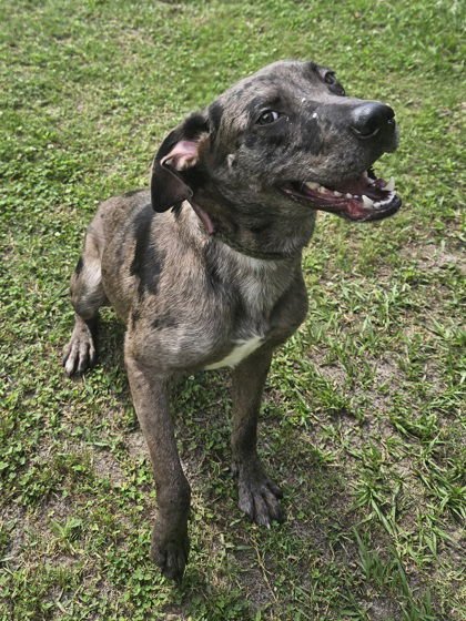 DOMINIC-PLAYFUL GOOF - Catahoula Leopard Dog available for adoption