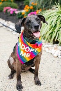 Dominic - Adoption Pending! - Photo 2