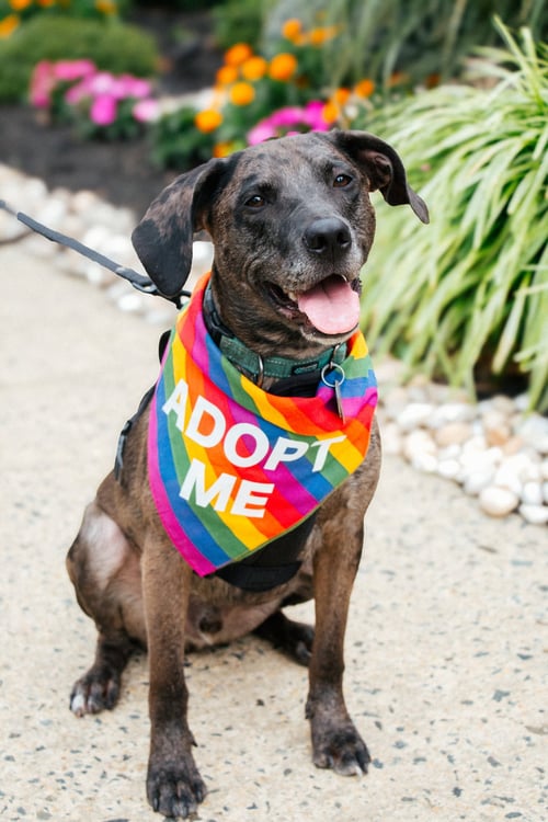 DOMINIC - ADOPTION PENDING! - Catahoula Leopard Dog available for adoption
