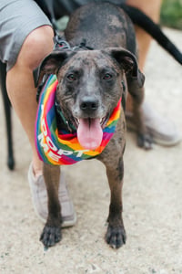 Dominic - Adoption Pending! - Photo 6