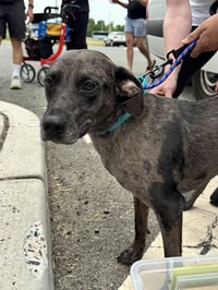 Dominic - Adoption Pending! - Photo 15
