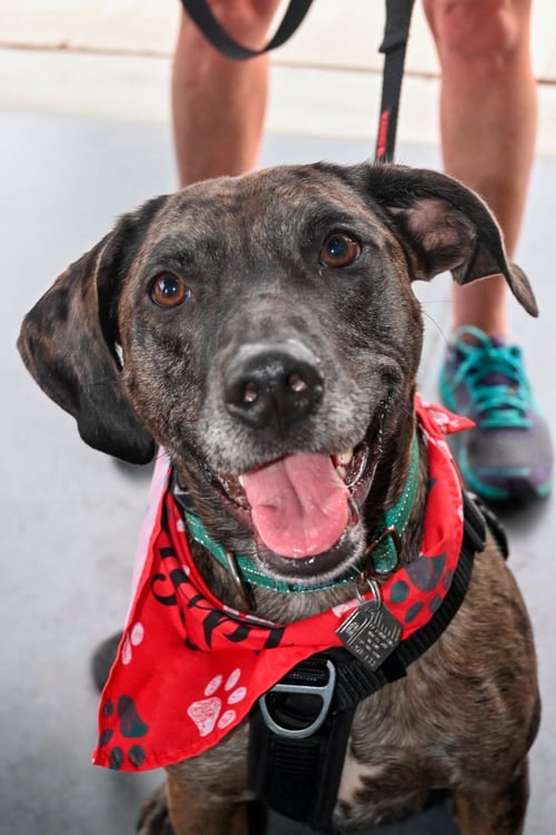 DOMINIC - ADOPTION PENDING! - Catahoula Leopard Dog available for adoption