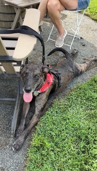 Dominic - Adoption Pending! - Photo 4