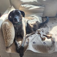Dominic - Adoption Pending! - Photo 12