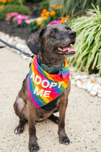 Dominic - Adoption Pending! - Photo 8