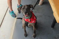 Dominic - Adoption Pending! - Photo 3