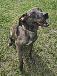 Dominic - Adoption Pending! - Photo 10