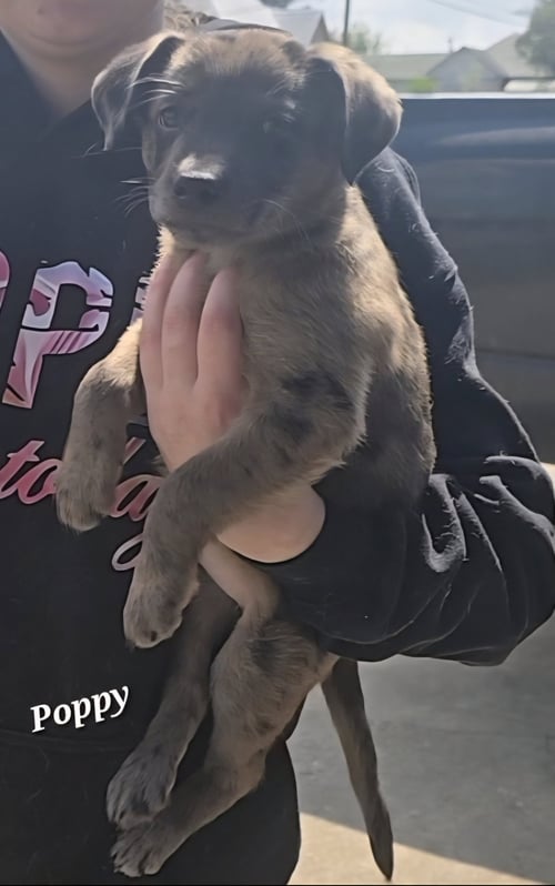 POPPY- ADVENTURE AWAITS - Shepherd / Catahoula Leopard Dog available for adoption