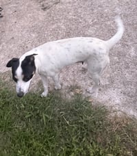 Tally - backyard explorer - Photo 2