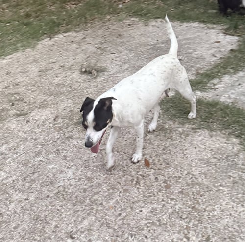 TALLY - BACKYARD EXPLORER - Rat Terrier available for adoption