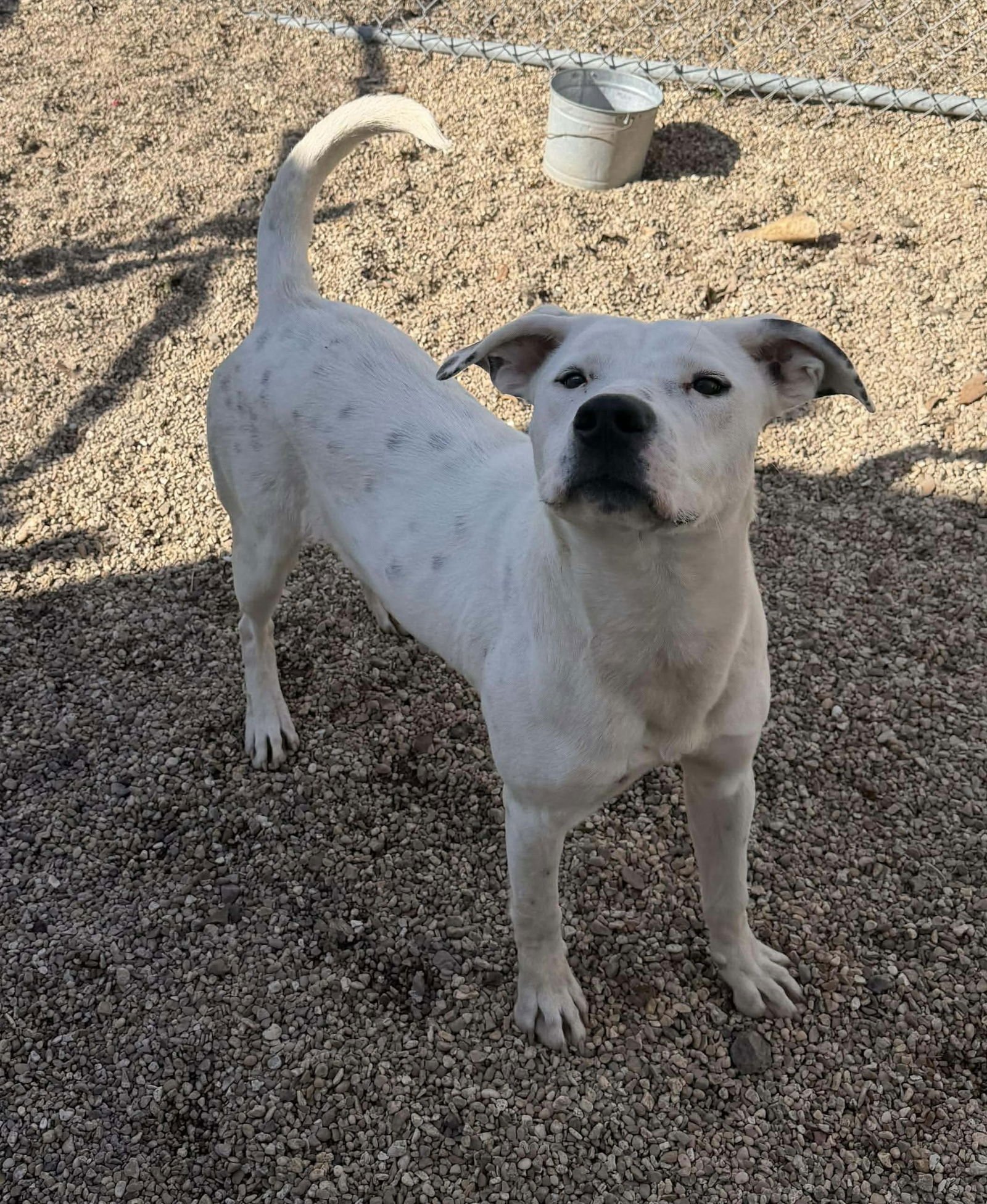 KOBA- HANDSOME HUNK! - Dogo Argentino available for adoption
