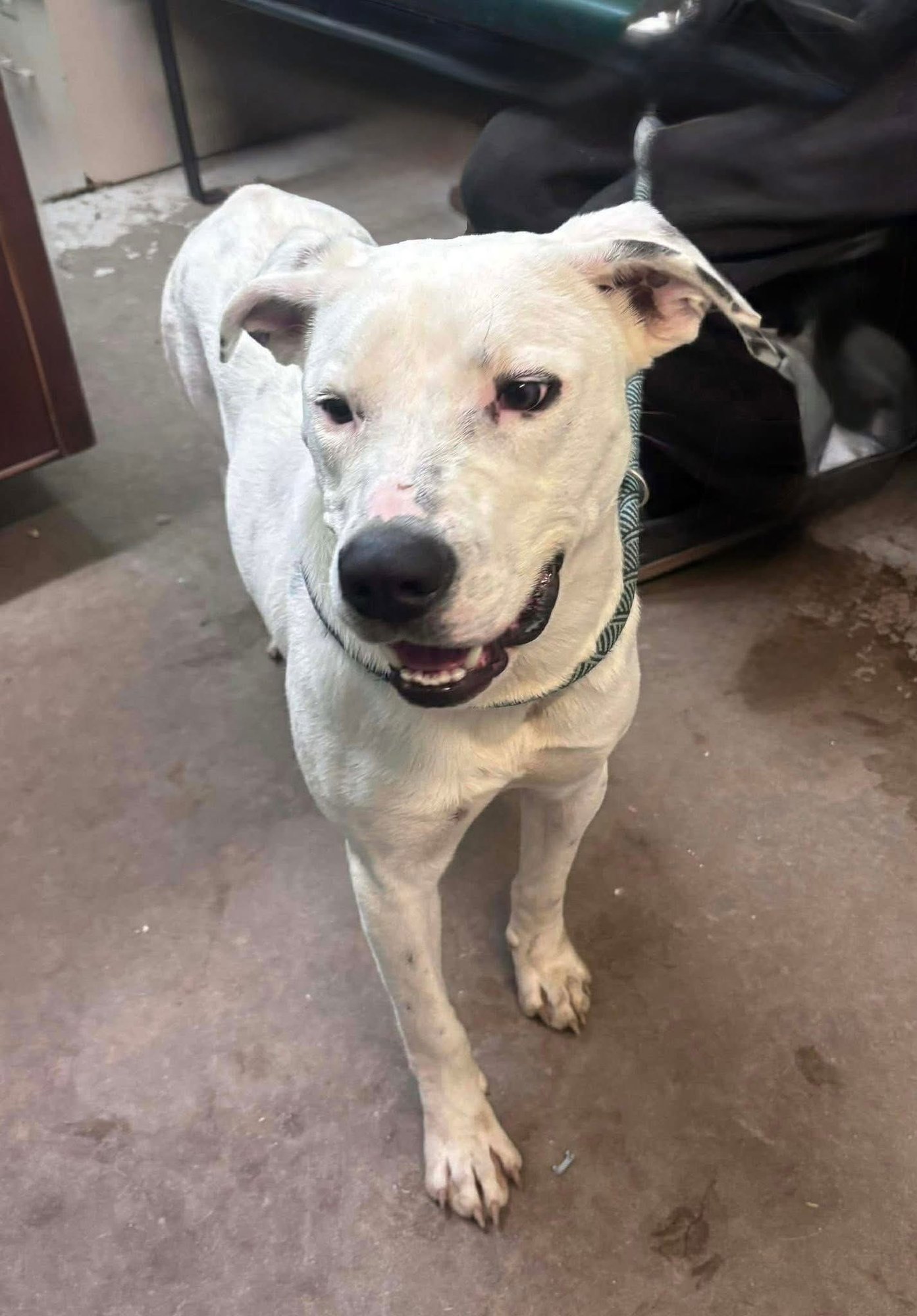 Koba- Handsome Hunk! - Photo 3