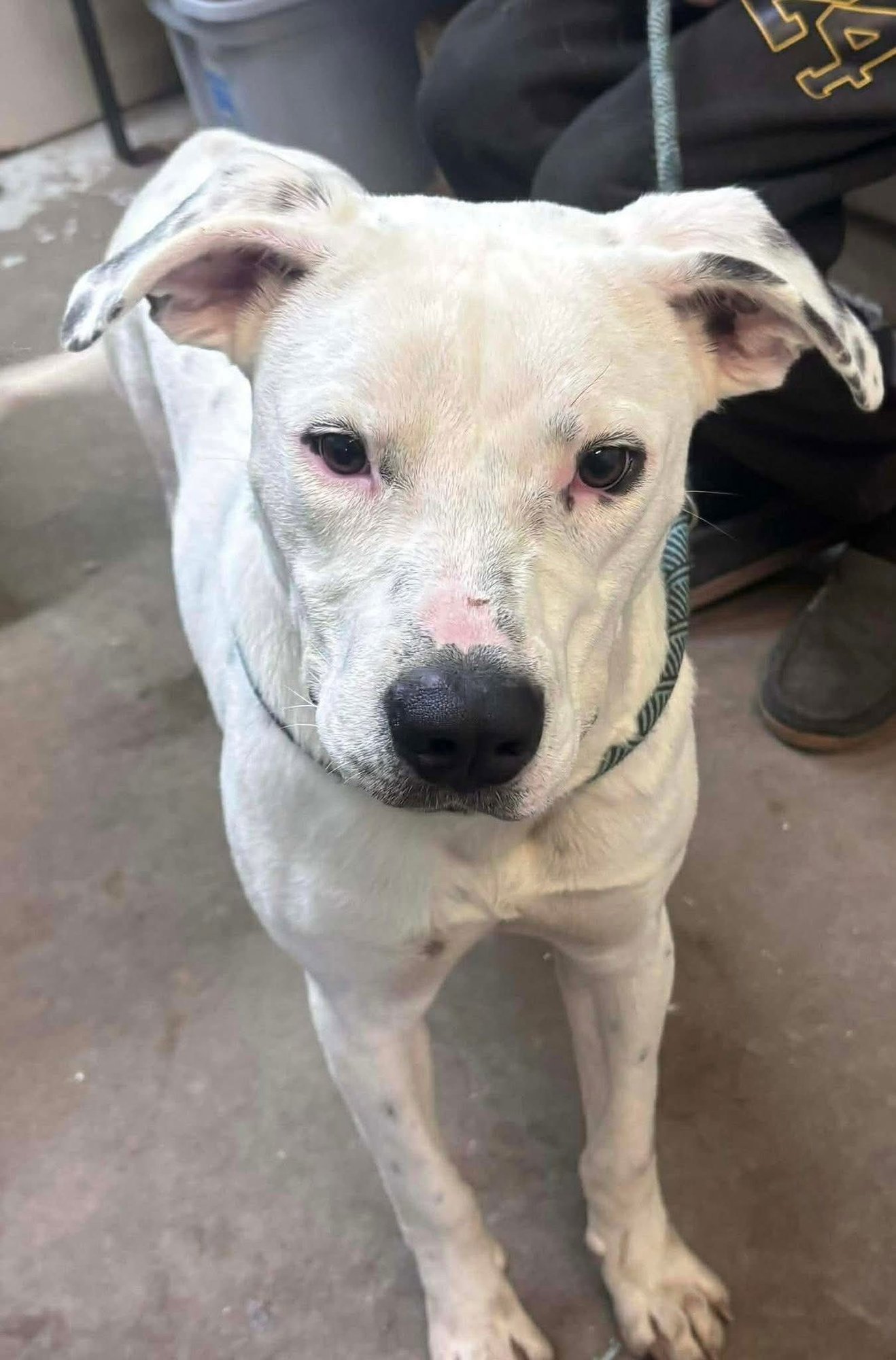 Koba- Handsome Hunk! - Photo 4