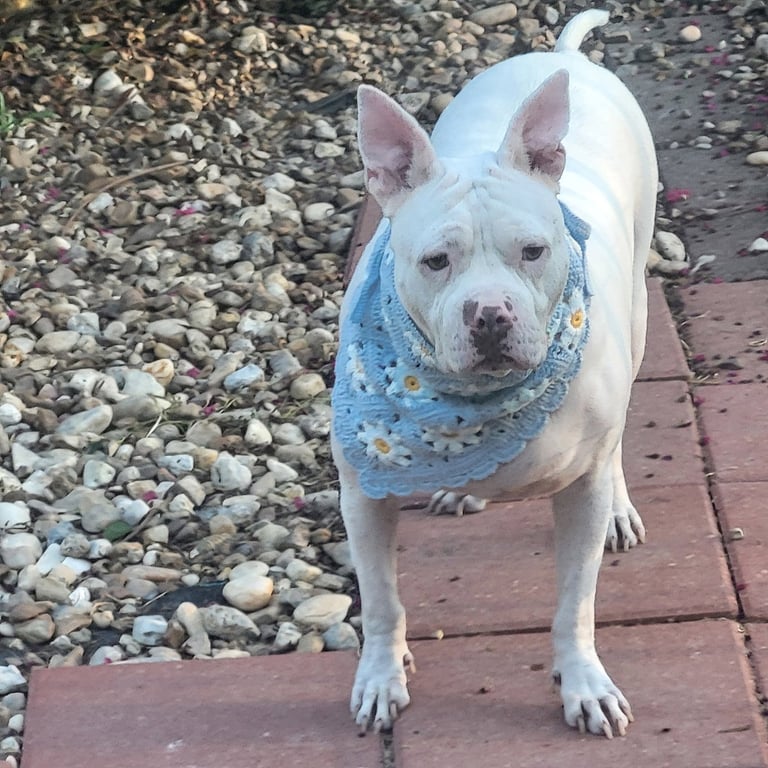 Hannah - A Sweet Special Girl Looking for a Home Image