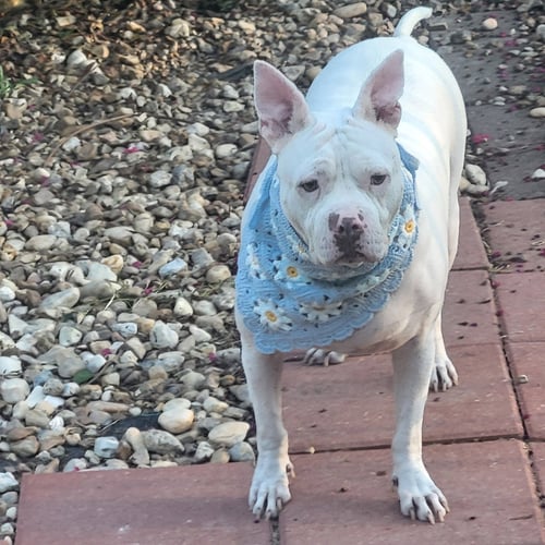 HANNAH - A SWEET SPECIAL GIRL LOOKING FOR A HOME - Pit Bull Terrier available for adoption