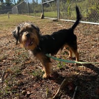 Sampson- ball of fun - Photo 2