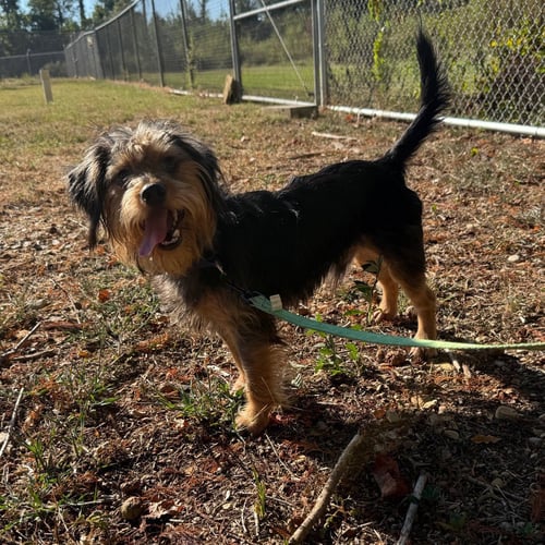 SAMPSON- BALL OF FUN - Yorkshire Terrier Yorkie available for adoption