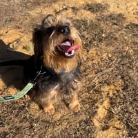 Sampson- ball of fun - Photo 3