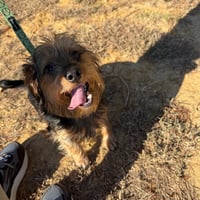 Sampson- ball of fun - Photo 4