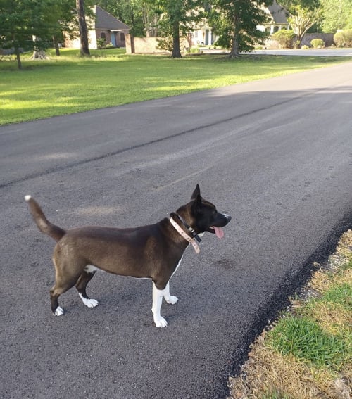 ANGEL- JUST MISSING HER WINGS - Husky / American Pit Bull Terrier available for adoption