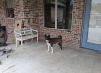 Angel- just missing her wings - Photo 4
