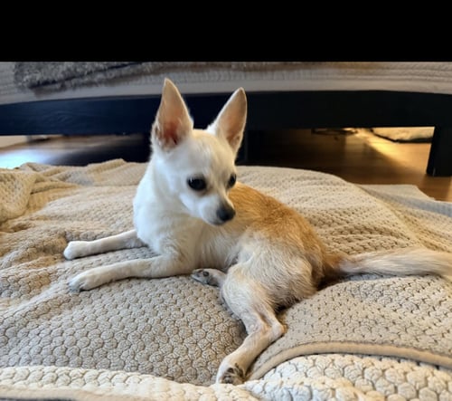 CC- TINY SWEETHEART - Chihuahua available for adoption