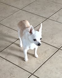 CC- tiny sweetheart - Photo 2